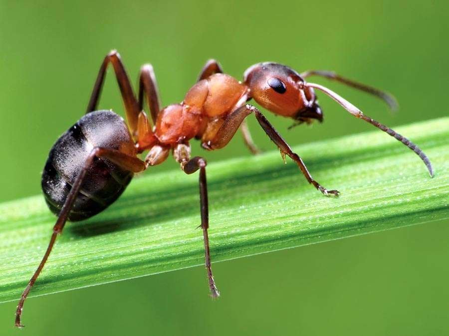 Weaver Ant in Tanzania